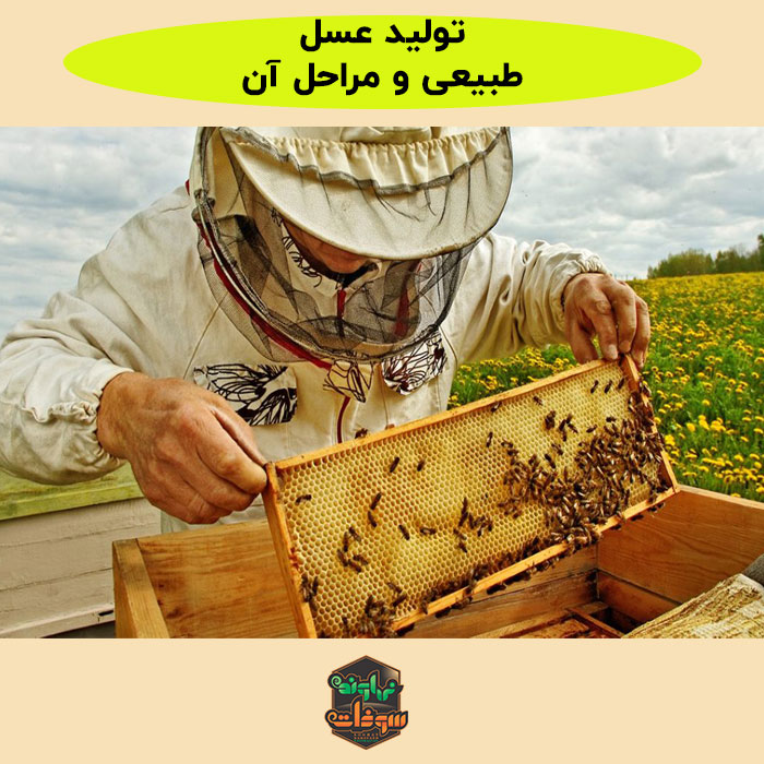 صفر تا صد تولید عسل